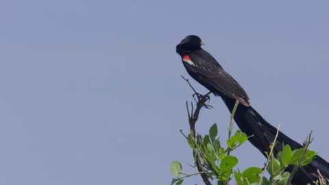 Long lens of a long-tailed widowbird making call sounds at noon Stock Footage 260849891