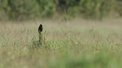 Long lens of a long-tailed widowbird mating display for a female Stock-Footage 260852448