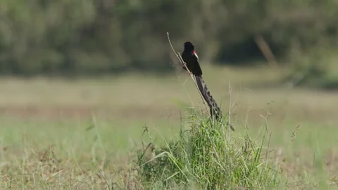 Long lens of a long-tailed widowbird resting on a twig Stock Footage 260852962