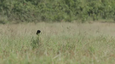 Long lens of a long-tailed widowbird scanning the surroundings Stock-Footage 260853149