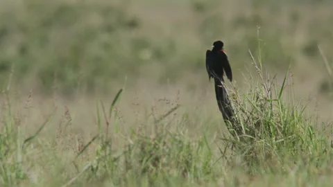 Long lens of a long-tailed widowbird mating display Stock Footage 260853291