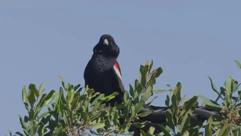 Long lens of a long-tailed widowbird mating display from a tree top Video stock 260853362