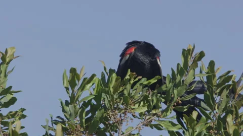 Long lens of a long-tailed widowbird preening its feathers Video stock 260853432