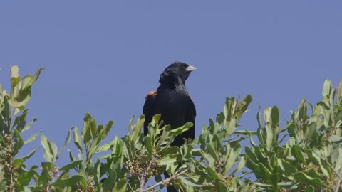 Long lens of a long-tailed widowbird flying towards a branch Stock Footage 260853869