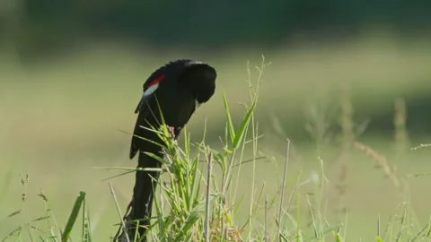 Long lens of a long-tailed widowbird making call sounds Stock Footage 260854208