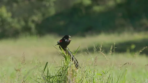 Long lens of a long-tailed widowbird landing on top of tall grass Video stock 260854235
