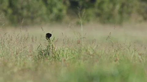 Long lens of a longtailed widowbird mating display Stock Footage 260852203