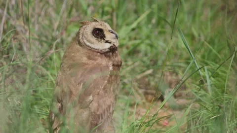Long lens of marsh owl looking at camera and scanning the surrounding grassland Stock Footage 252377927