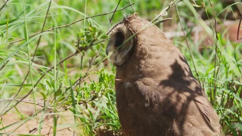 Long lens of marsh owl scanning grasslands for prey during the morning in Africa Stock Footage 252378341