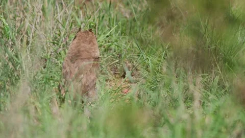 Long lens of marsh owl standing between grasslands and scanning the area Stock Footage 252378026
