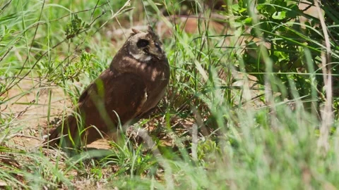 Long lens of marsh owl standing under a bush scanning for prey during the day Stock Footage 252378152