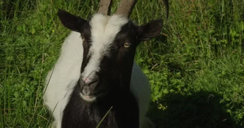 Long Lens Nature Documentary Close Up of Horned Goat Amongst Grass Vídeo Stock 285177338