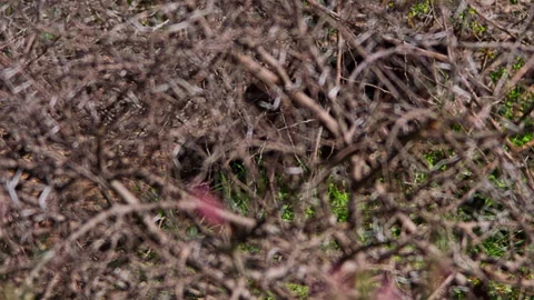 Long lens pan of black leopard walking between withered bushes Stock Footage 256905330