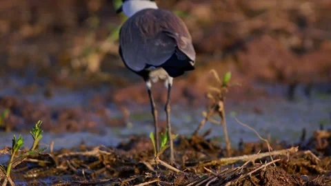 Long lens pan of black-winged lapwing walking through mud in Africa Stock Footage 252298776