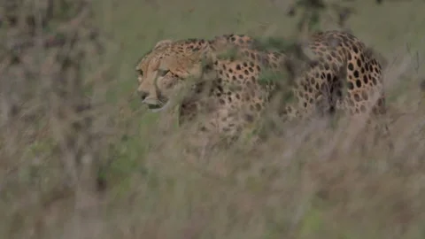 Long lens pan of a cheetah walking through the savannah in the morning Stock Footage 260848063