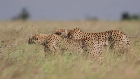 Long lens pan of a coalition of cheetahs  creeping through grasslands Stock Footage 260848813