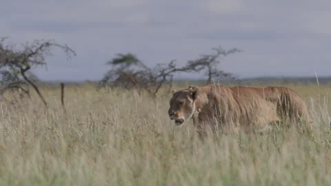 Long lens pan of a collared female lion walking through the savannah Stock Footage 260850682