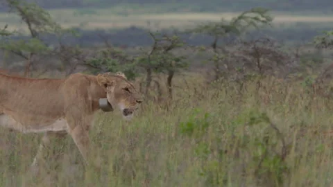 Long lens pan of a collared female lion scanning the surroundings Video stock 260851095
