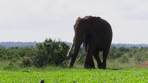 Long lens pan of an elephant walking to water pond during the morning Stock Footage 256901211