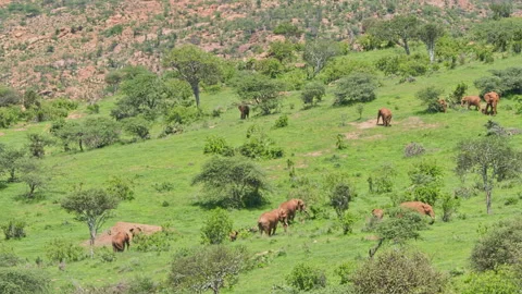 Long lens pan of a herd of elephants grazing among scatterd trees Video stock 256909966