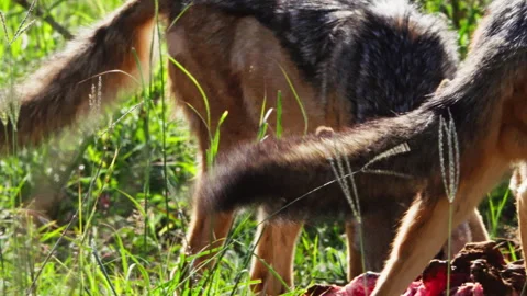 Long lens pan of a jackal's (canis aureus) tail while it feeds Video stock 256916882