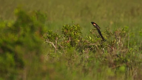 Long lens pan of long-tailed widowbird flying down from a tree in Africa Stock Footage 252382302