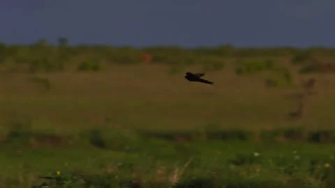 Long lens pan of long-tailed widowbird courting display during the evening Stock Footage 252382407