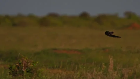 Long lens pan of long-tailed widowbird flying near tall grass landing on a bush Stock Footage 252382476