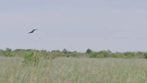 Long lens pan of a long-tailed widowbird flying to the top of a tree Stock Footage 260849670