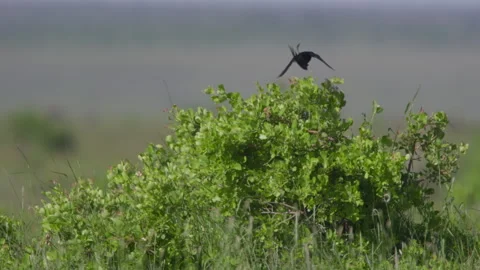Long lens pan of a long-tailed widowbird flying on top of a bush Stock Footage 260850006
