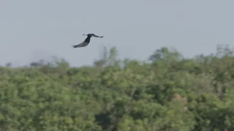 Long lens pan of a long-tailed widowbird flying towards grass Stock Footage 260852766
