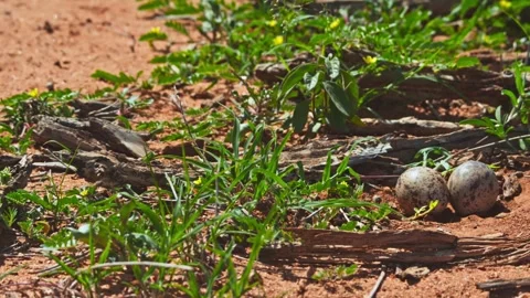 Long lens pan of spotted thick-knee bird's eggs camouflaged on ground in Africa Stock Footage 252293255