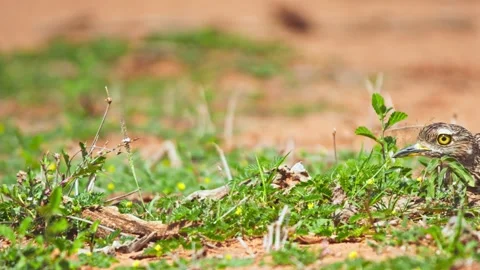 Long lens pan of spotted thick-knee bird sat in an open area in Africa Stock Footage 252294228
