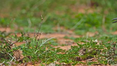 Long lens pan of spotted thick-knee bird out in the open in Africa Stock Footage 252297316