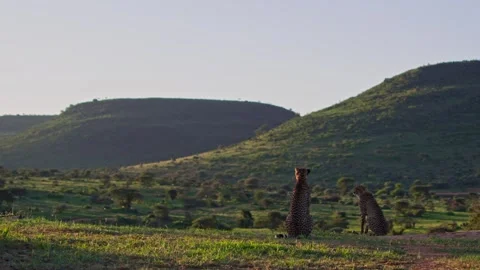 Long lens pan of two cheetahs scanning the valley below during the evening Stock Footage 252383824