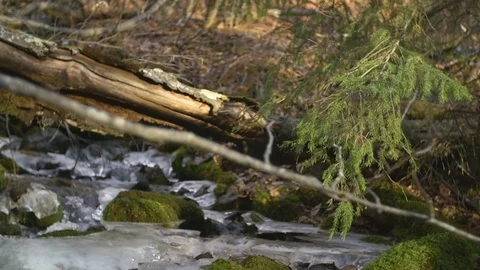 Long lens pine tree flowing in the wind with icy stream background Stock Footage 85102358