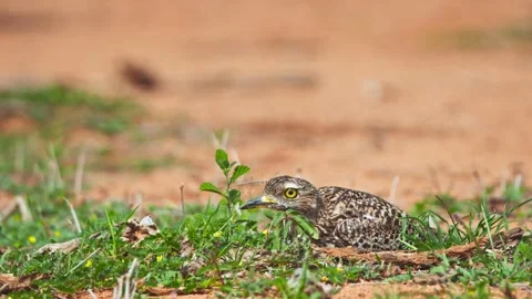 Long lens rack focus of spotted thick-knee bird sat on its eggs in Africa Stock Footage 252294306