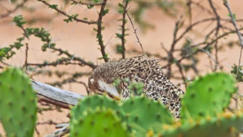 Long lens rack focus of spotted thick-knee bird preening itself in Africa Stock Footage 252296513