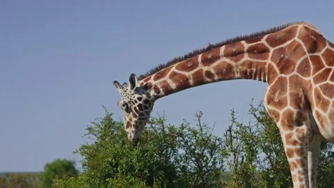 Long lens of reticulated giraffe browsing during the morning in Africa Stock Footage 252376663