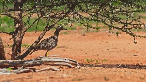 Long lens of spotted thick-knee bird standing under a bush in Africa Stock Footage 252293799