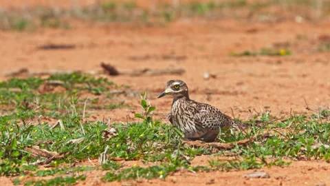 Long lens of spotted thick-knee bird sitting on its eggs in Africa Stock Footage 252293940