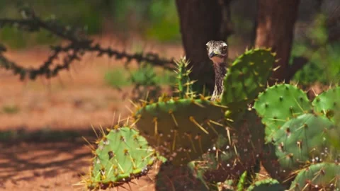 Long lens of spotted thick-knee bird looking at the camera in Africa Stock Footage 252293948