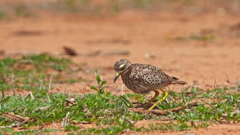 Long lens of spotted thick-knee bird walking to sit on eggs in open ground Stock Footage 252294447