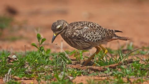 Long lens of spotted thick-knee bird sitting on its eggs in Africa Stock Footage 252294528