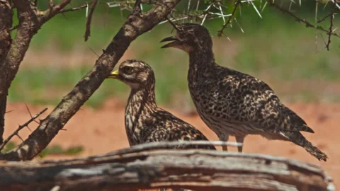 Long lens of spotted thick-knee birds standing under shade in Africa Stock Footage 252294692