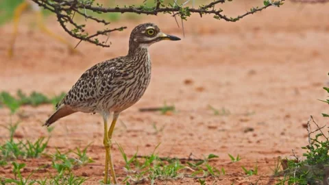 Long lens of spotted thick-knee bird running behind a bush in Africa Stock Footage 252296022