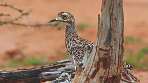 Long lens of spotted thick-knee bird standing behind a dead tree in Africa Stock Footage 252296069