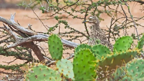 Long lens of spotted thick-knee bird preening behind cactus in Africa Stock Footage 252296269