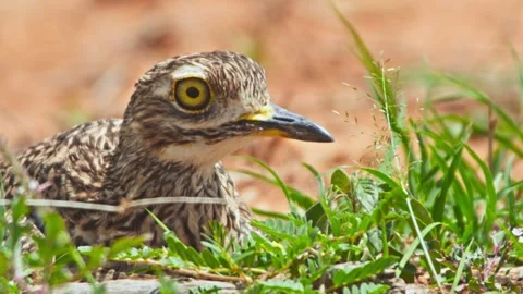 Long lens of spotted thick-knee bird sitting on its eggs in Africa Stock Footage 252296772