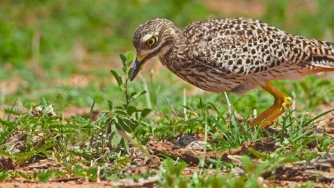 Long lens of spotted thick-knee bird walking towards its nest in Africa Stock Footage 252297503